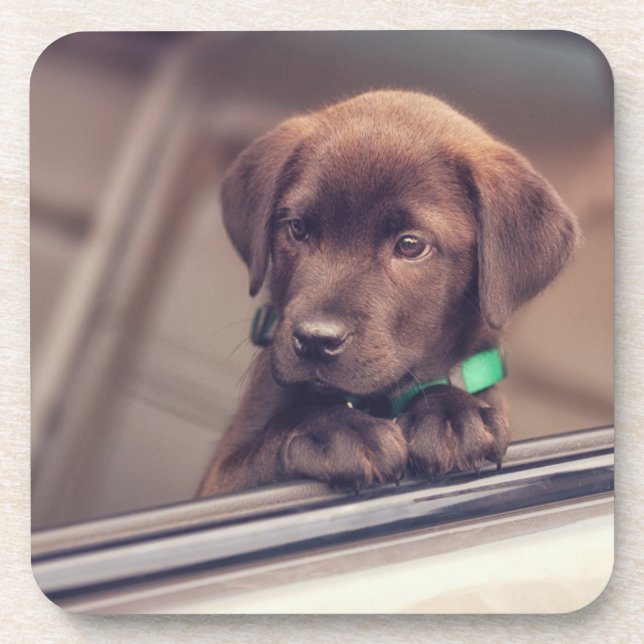 Chocolate Labrador Puppy In Car Coaster (Front)