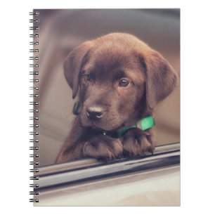 Chocolate Labrador Puppy In Car Notebook