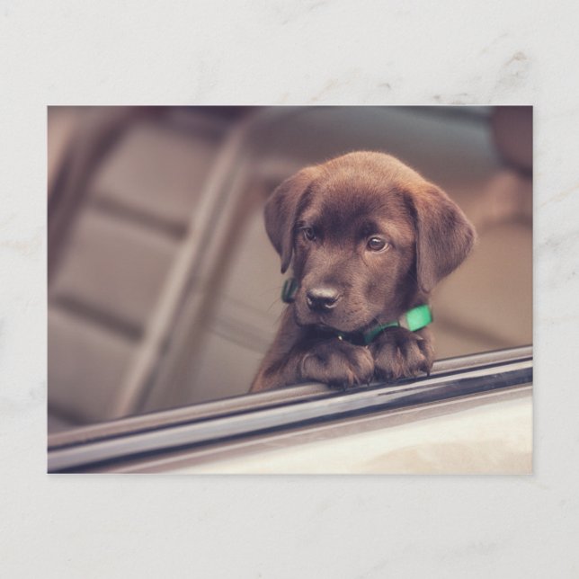 Chocolate Labrador Puppy In Car Postcard (Front)