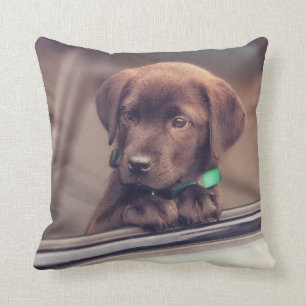Chocolate Labrador Puppy In Car Throw Pillow