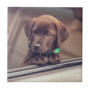Chocolate Labrador Puppy In Car Tile