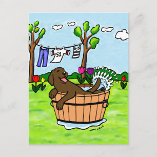 Chocolate Labrador Puppy Pool Postcard
