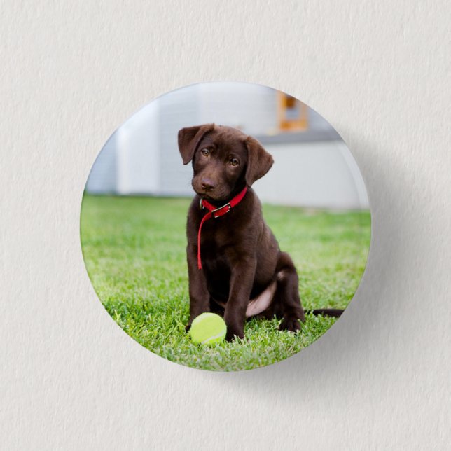 Chocolate Labrador Puppy With Tennis Ball 1 Inch Round Button (Front)