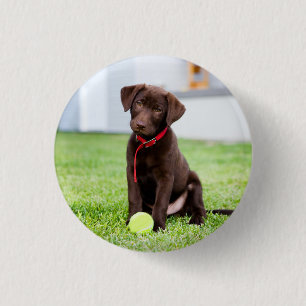 Chocolate Labrador Puppy With Tennis Ball 1 Inch Round Button