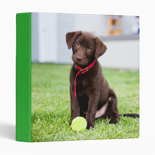 Chocolate Labrador Puppy With Tennis Ball Binder (Front/Spine)