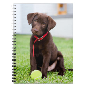 Chocolate Labrador Puppy With Tennis Ball Notebook