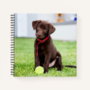 Chocolate Labrador Puppy With Tennis Ball Notebook