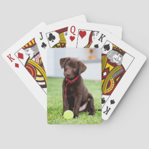 Chocolate Labrador Puppy With Tennis Ball Playing Cards