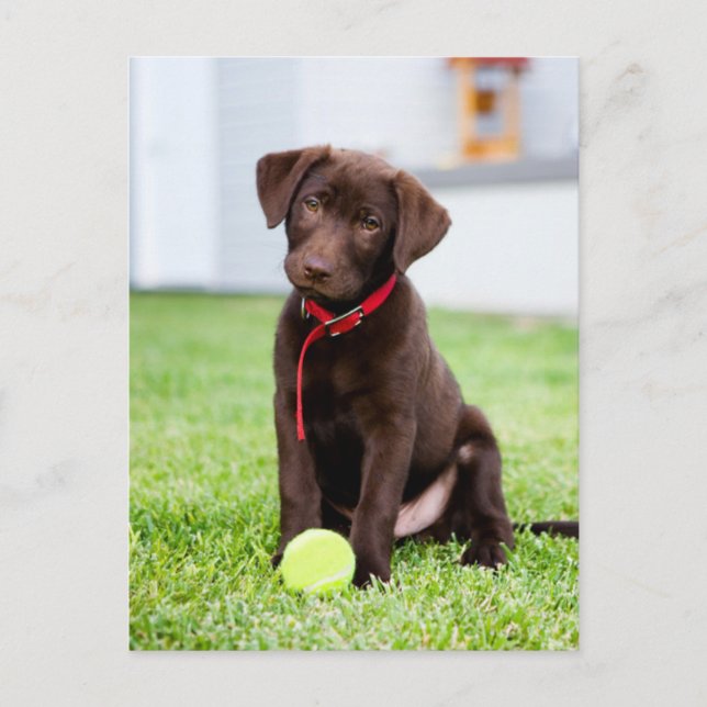 Chocolate Labrador Puppy With Tennis Ball Postcard (Front)