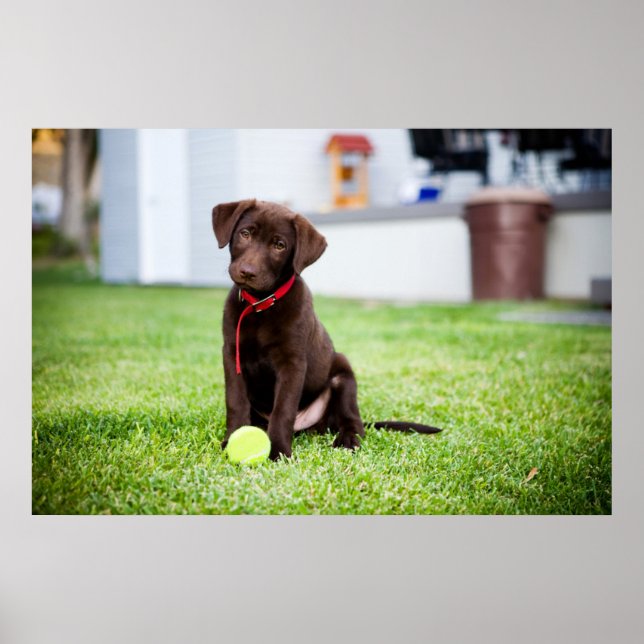 Chocolate Labrador Puppy With Tennis Ball Poster (Front)