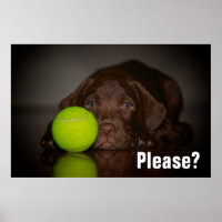 Chocolate Labrador Puppy With Tennis Ball