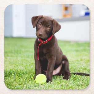 Chocolate Labrador Puppy With Tennis Ball Square Paper Coaster