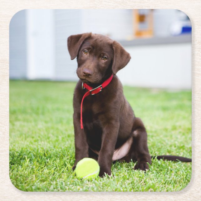 Chocolate Labrador Puppy With Tennis Ball Square Paper Coaster (Front)