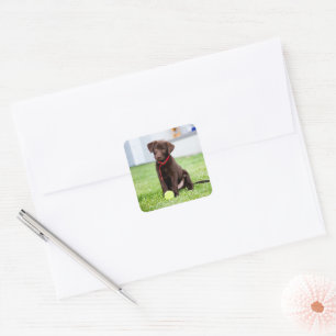Chocolate Labrador Puppy With Tennis Ball Square Sticker