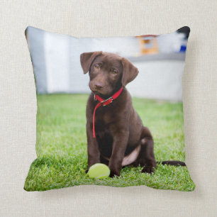 Chocolate Labrador Puppy With Tennis Ball Throw Pillow