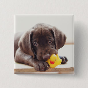 Chocolate Labrador Puppy With Toy Duck 2 Inch Square Button