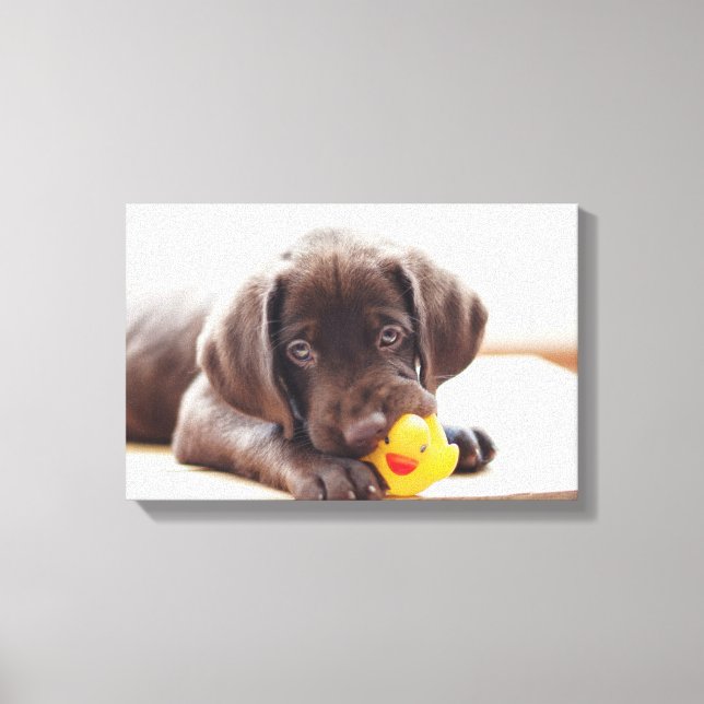 Chocolate Labrador Puppy With Toy Duck Canvas Print (Front)