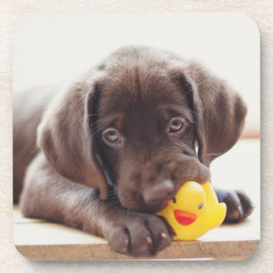 Chocolate Labrador Puppy With Toy Duck Coaster