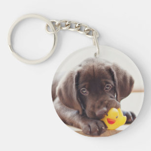 Chocolate Labrador Puppy With Toy Duck Keychain