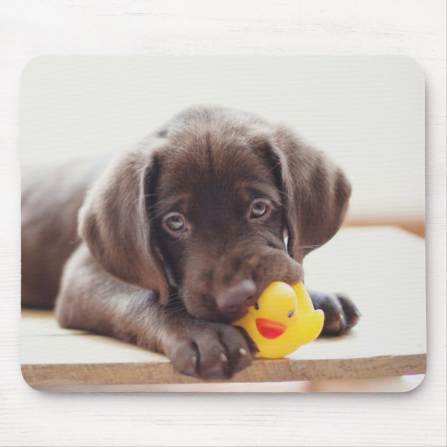 Chocolate Labrador Puppy With Toy Duck Mouse Pad (Front)