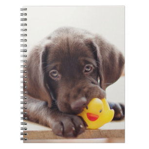 Chocolate Labrador Puppy With Toy Duck Notebook