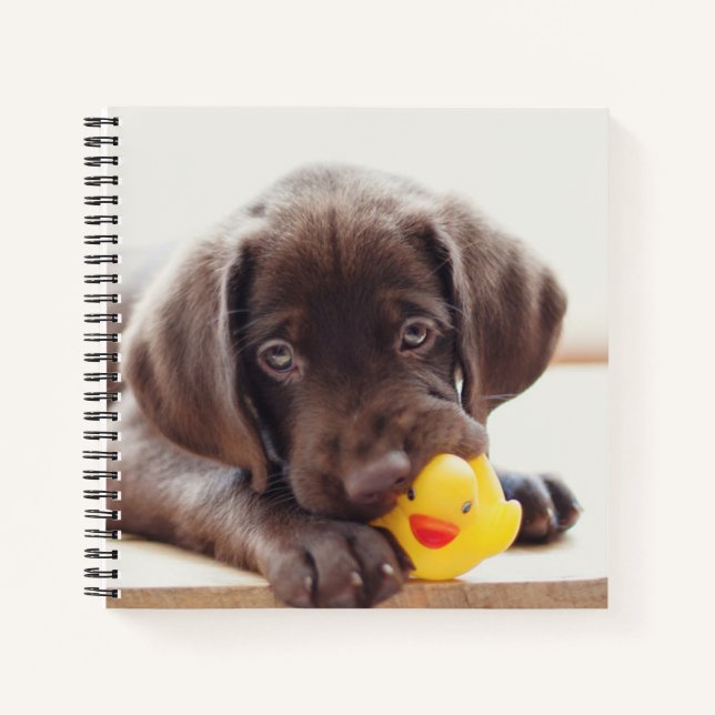 Chocolate Labrador Puppy With Toy Duck Notebook (Front)