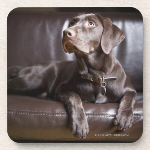 Chocolate Labrador Retriever Coaster