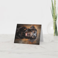 Chocolate Labrador Retriever
