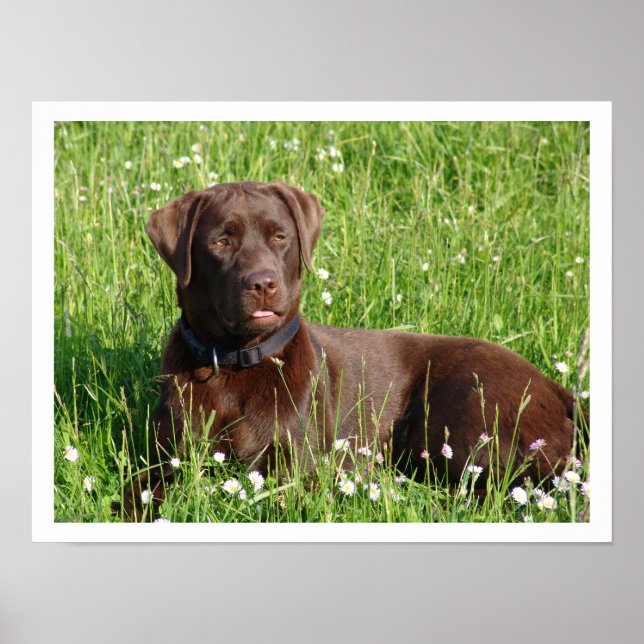 Chocolate Labrador Retriever in Grass Poster (Front)