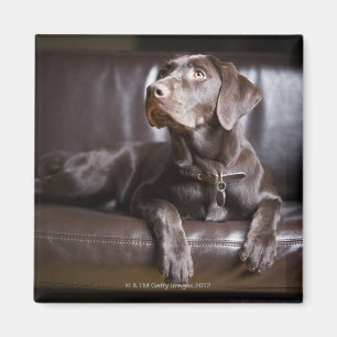 Chocolate Labrador Retriever Magnet