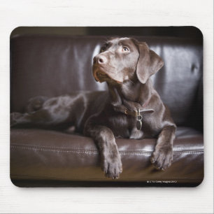 Chocolate Labrador Retriever Mouse Pad