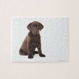 Chocolate Labrador Retriever Puppy Jigsaw Puzzle