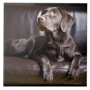 Chocolate Labrador Retriever Tile