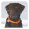Chocolate Labrador Sticker