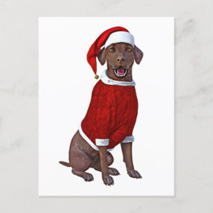 Chocolate Labrador Time for Christmas Postcard