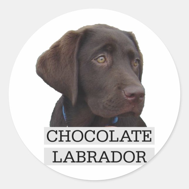 Chocolate Labrador Unique design! Classic Round Sticker (Front)