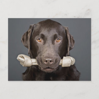 Chocolate Labrador with Bone Postcard