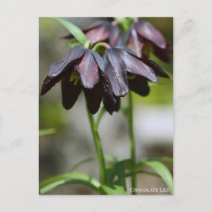 Chocolate Lily:Postcard Postcard