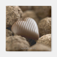 chocolate nestled amongst other chocolates
