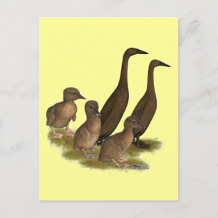 Chocolate Runner Duck Family Postcard