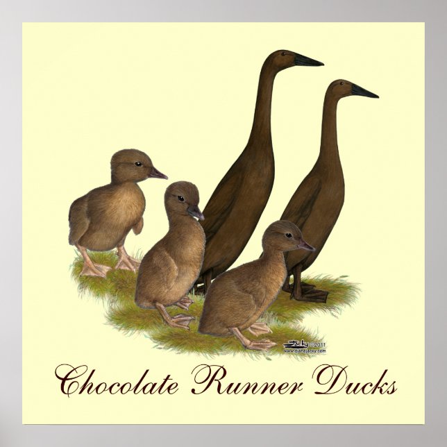 Chocolate Runner Duck Family Poster (Front)