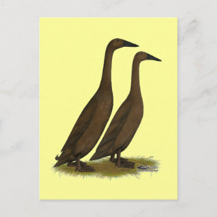 Chocolate Runner Ducks Postcard
