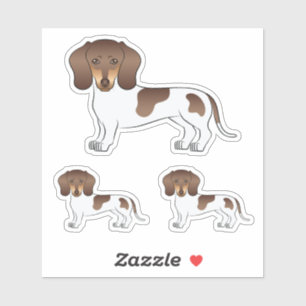 Chocolate & Tan Pied Short Hair Dachshund Cute Dog