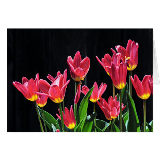 Choeur des tulipes