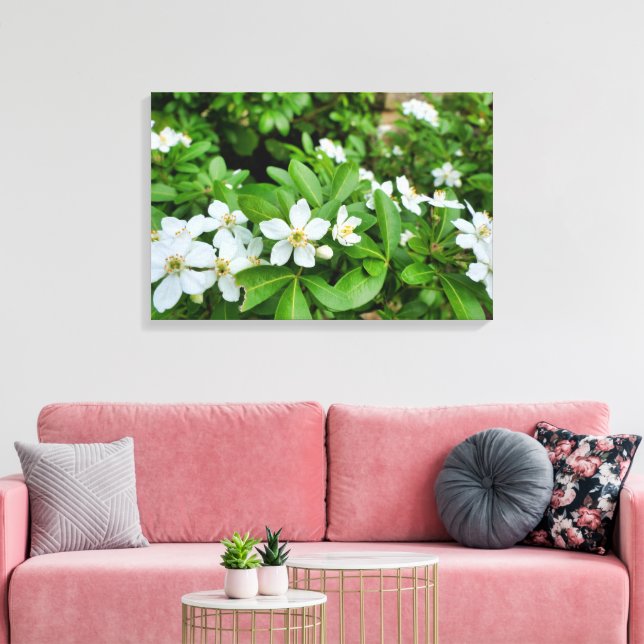 Choisya Ternata Canvas Print (Insitu(LivingRoom))