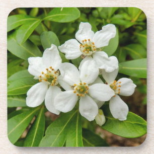 Choisya Ternata Coaster