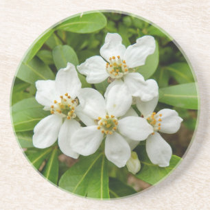 Choisya Ternata Coaster