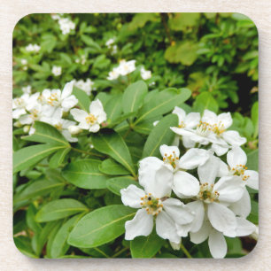 Choisya Ternata Coaster