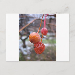 Choke cherry postcard