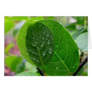 Chokecherry leaves in spring